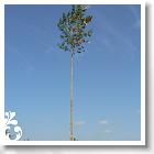 FALUNAP_2008_008