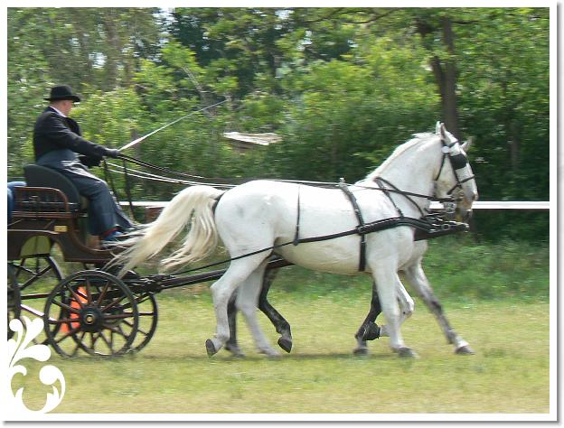 Fogathajto_2008_073
