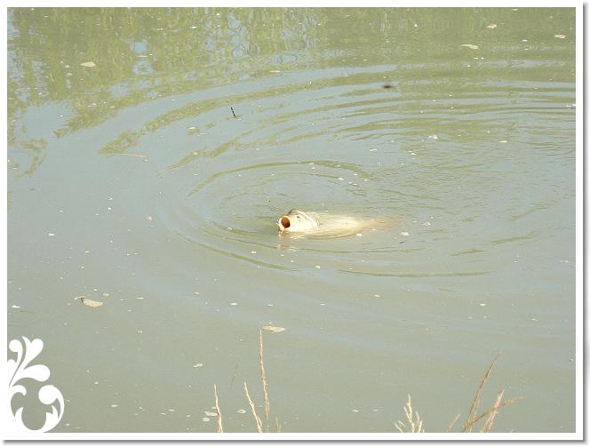 Horg_vers_2007_016