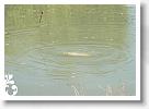 Horg_vers_2007_014
