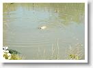 Horg_vers_2007_015