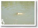 Horg_vers_2007_016