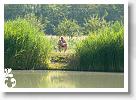 Horg_vers_2007_064